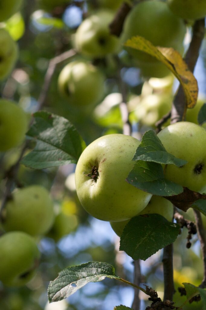 Fresh green apples hanging on tree branches in a sunlit garden with lush leaves background Wallpaper