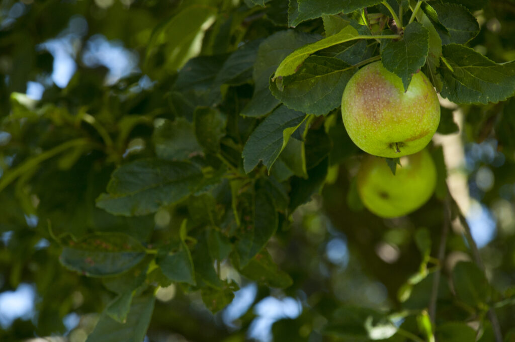 Fresh green apples on tree branches with lush leaves in a sunlit vibrant orchard scene wallpaper