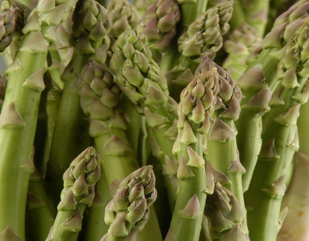 Close-up of fresh green asparagus spears with unique triangular leaves vibrant natural texture wallpaper