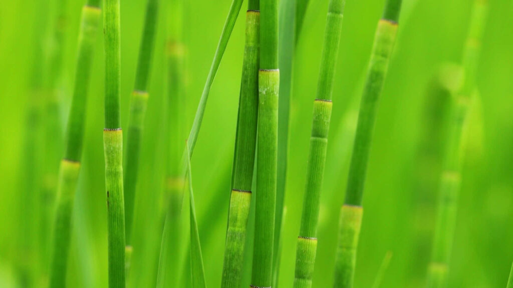 Close up vibrant green bamboo stalks wallpaper creating fresh calming desktop workspace background