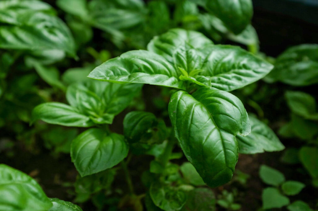Close-up of fresh green basil leaves vibrant aromatic culinary herb kitchen wallpaper background