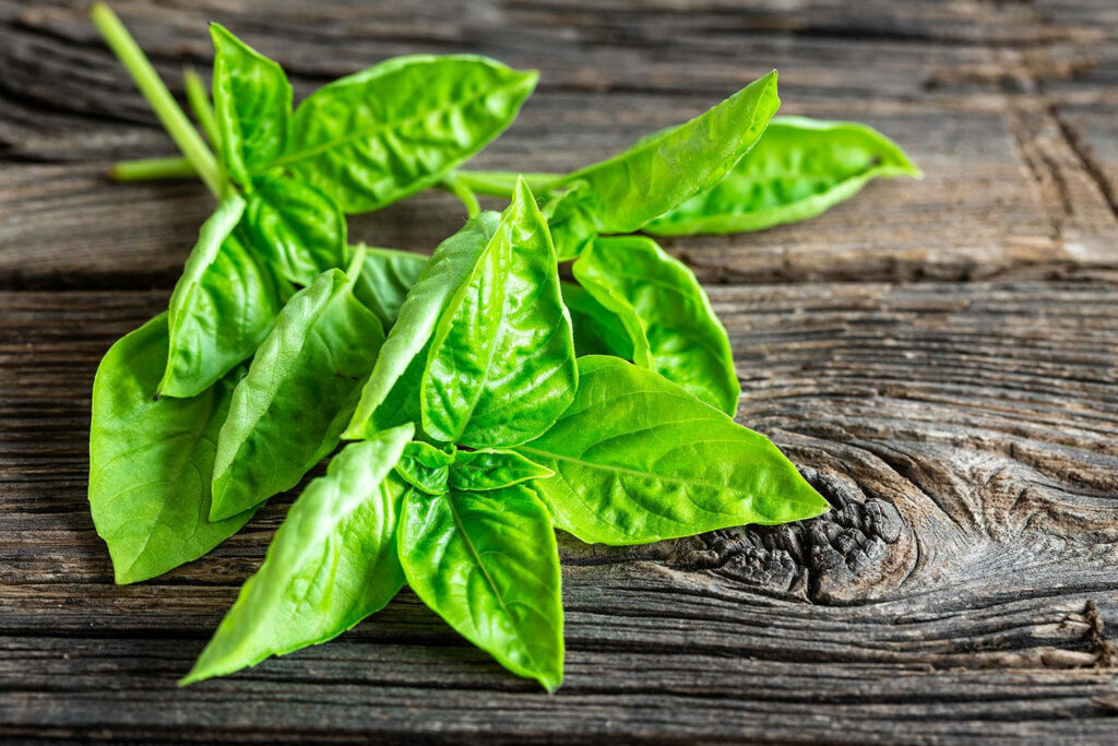 Fresh green basil leaves on rustic wooden planks vibrant kitchen herb wallpaper background