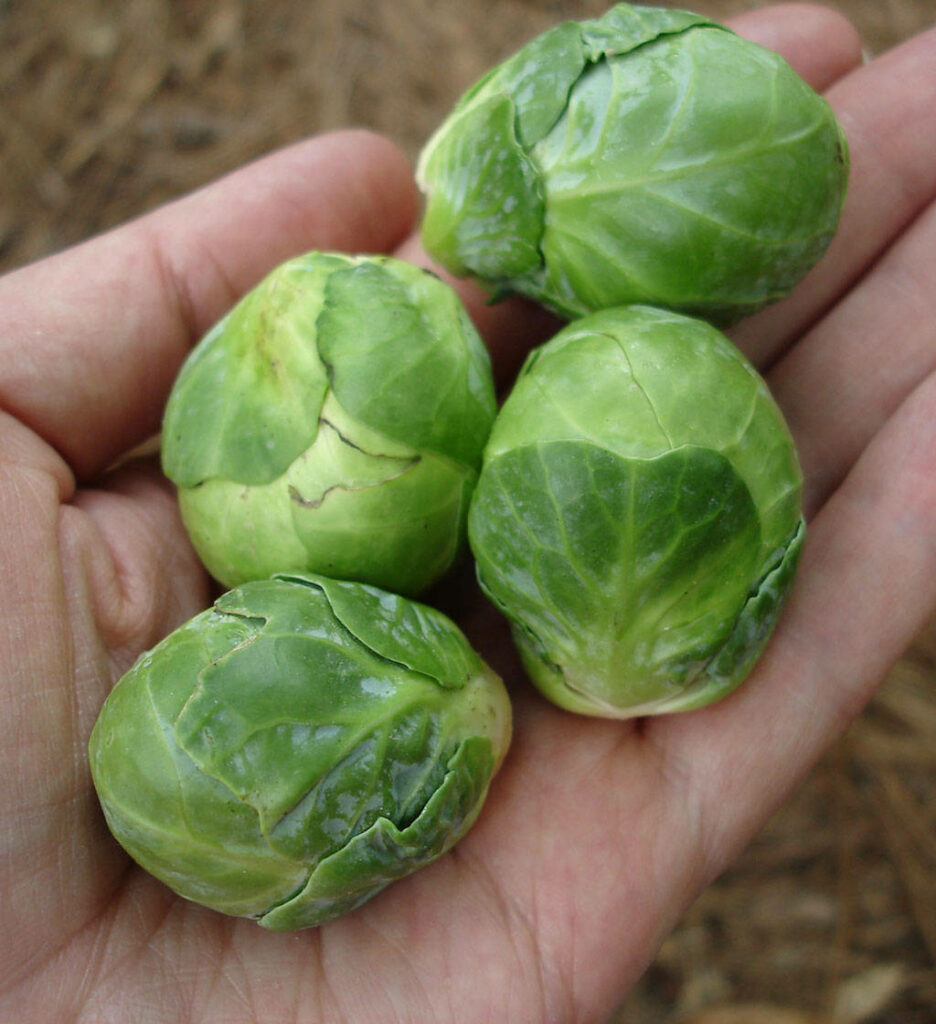 Hand-Held Brussels Sprouts Wallpaper: Fresh Harvest Close-Up