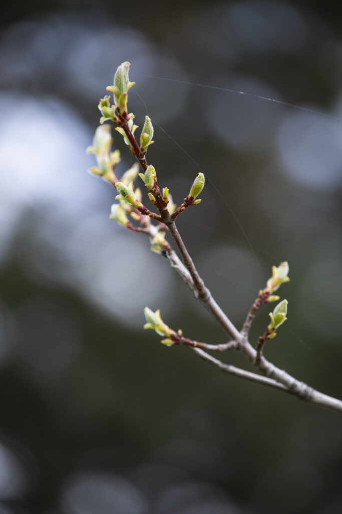 Spring Awakening: Macro Shot of Fresh Green Buds Wallpaper