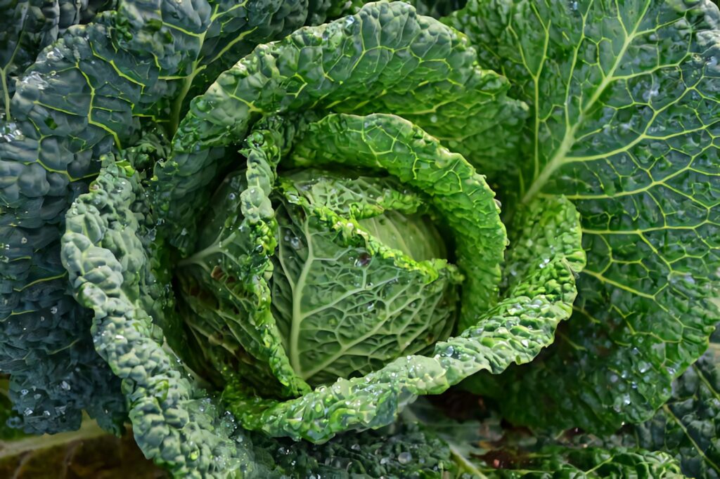 Close-up of fresh green cabbage leaves with water droplets vibrant texture wallpaper background