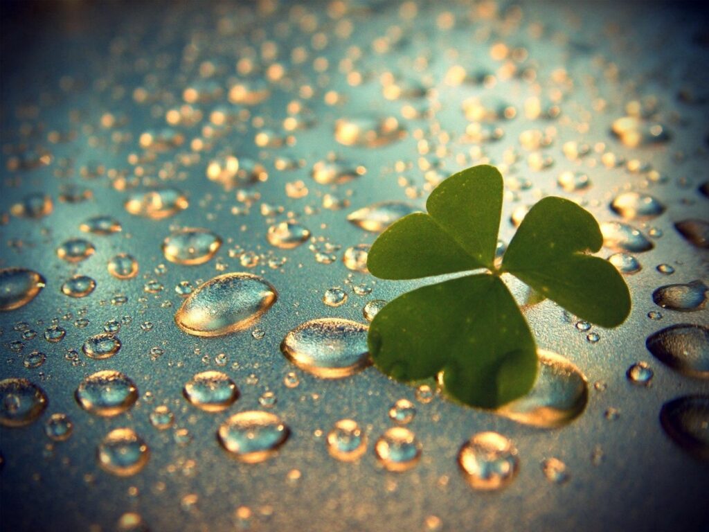 Fresh Green Clover Close-Up with Water Drops: Serene Wallpaper Background