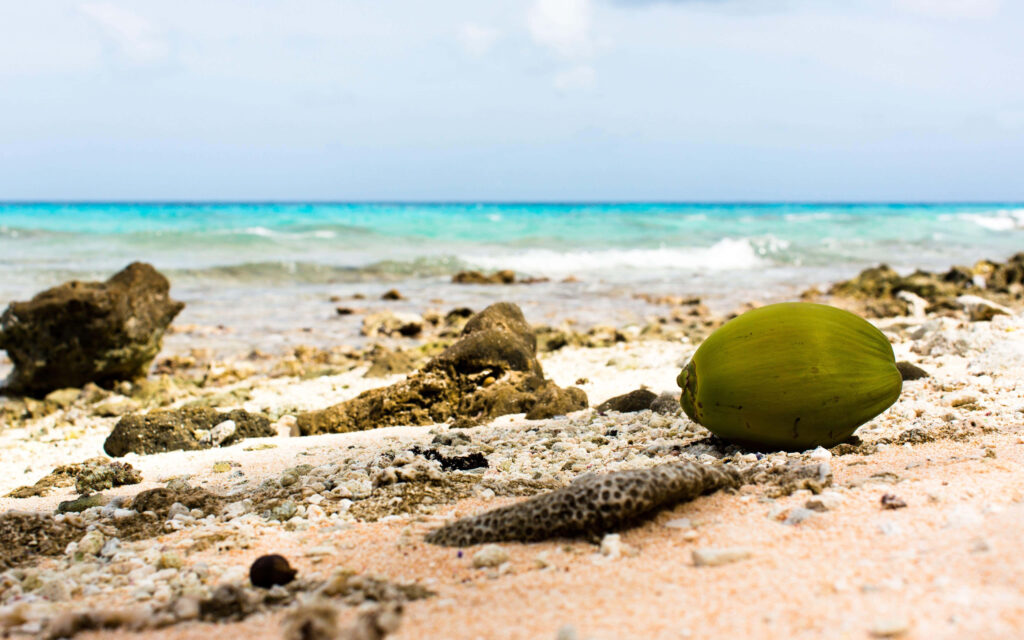 Fresh green coconut on tropical beach with coral pieces turquoise waves and blue sky wallpaper