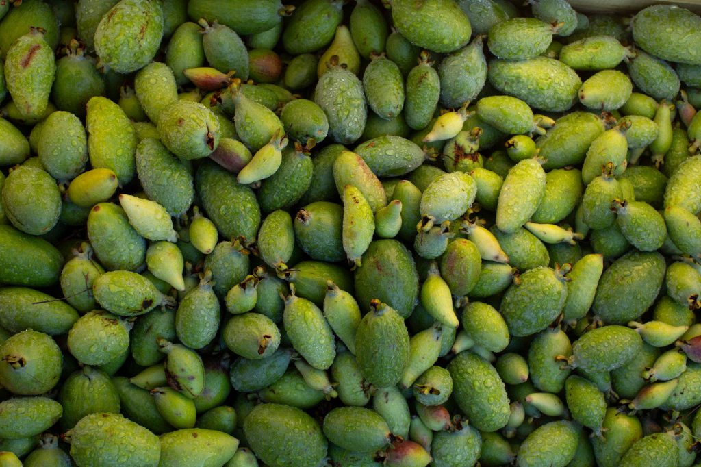 Close-up of fresh green feijoas with dew and textured skin in soft natural lighting background Wallpaper