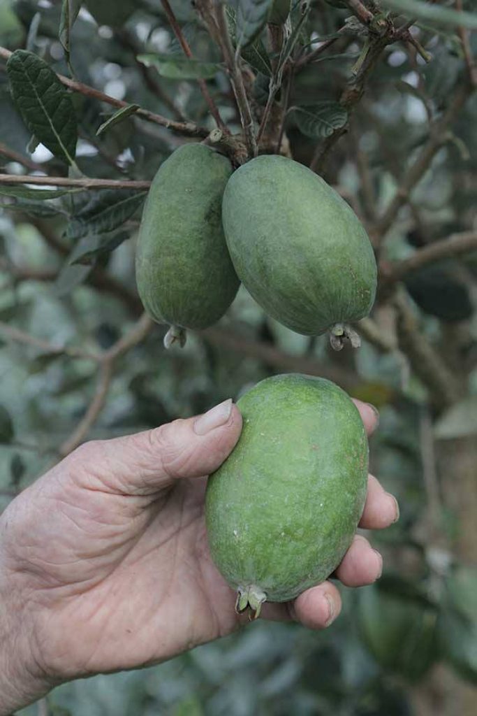 Close-up of ripe green feijoas on leafy branch with hand holding fruit in natural light Wallpaper