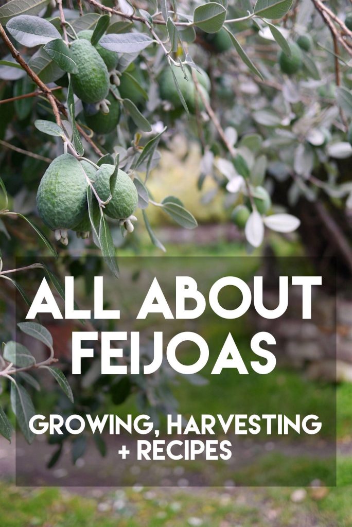 Photographic wallpaper of fresh green feijoas on leafy branch with growing and recipe tips