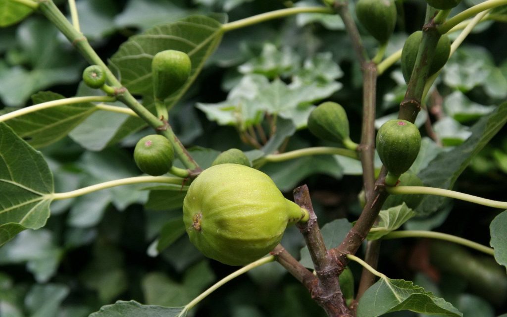 Close-up of fresh green figs on branch with lush leaves natural botanical wallpaper background
