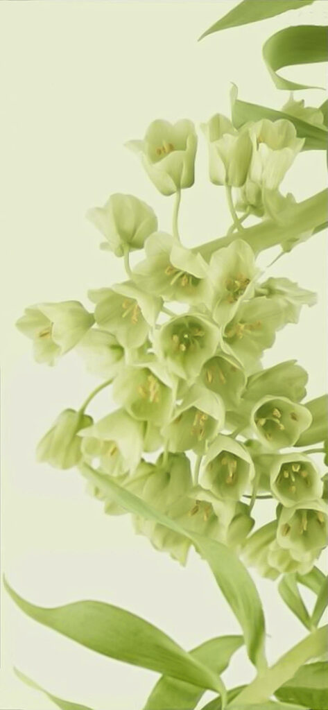 Delicate Light Green Flower Wallpaper for a Calm Phone Background