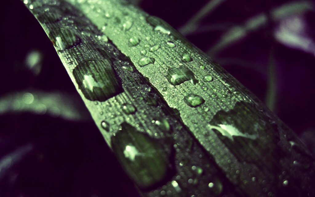 Close-Up Green Grass Blade with Dewdrops - Fresh Wallpaper Background