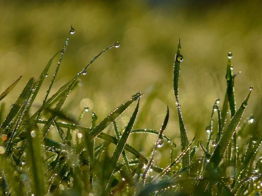Fresh Green Grass Blades with Dew Drops - Soft Natural Light Wallpaper