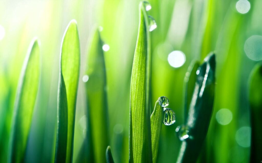 Fresh Green Grass Blades with Dewdrops - Soft Blur Wallpaper