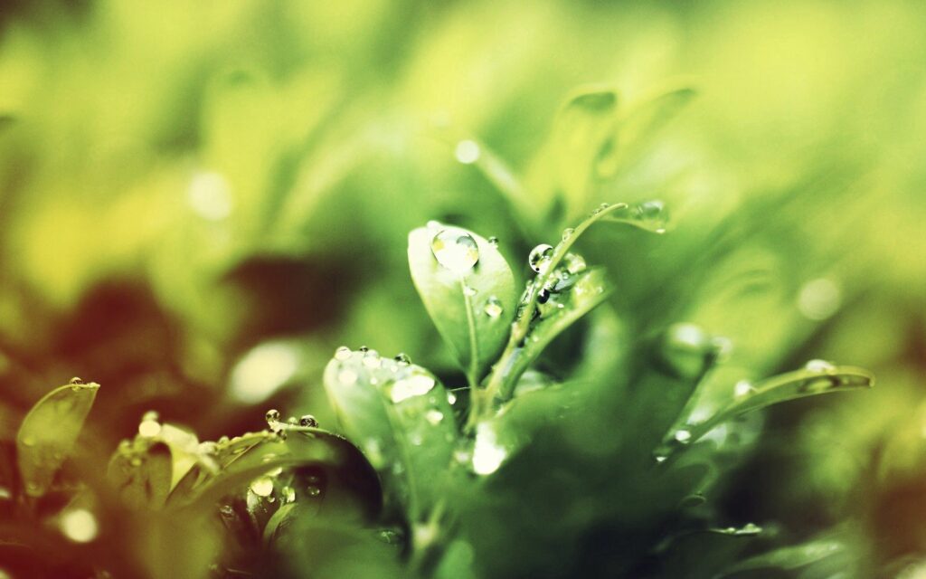 Vibrant Close-Up Wallpaper: Fresh Green Grass with Dew Droplets