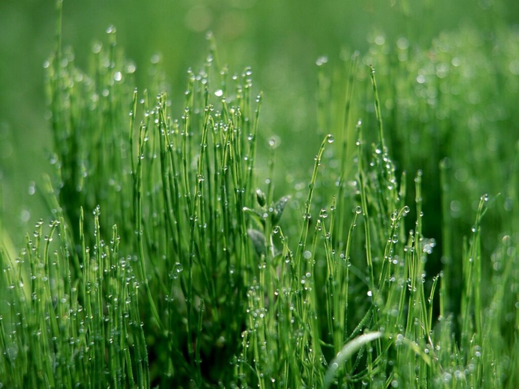 Morning Dew on Fresh Green Grass: Serene Nature Wallpaper Background
