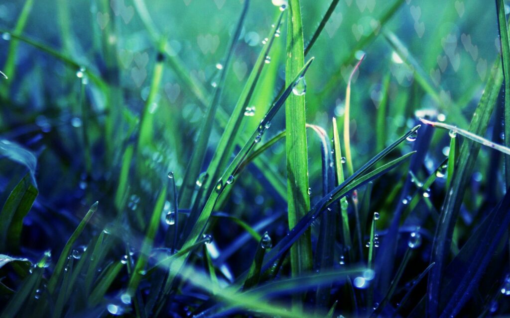 Vibrant Green Grass with Glistening Dewdrops - Serene Wallpaper