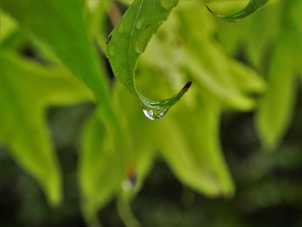 Fresh Green Leaf Wallpaper with Water Droplet on Blurred Background