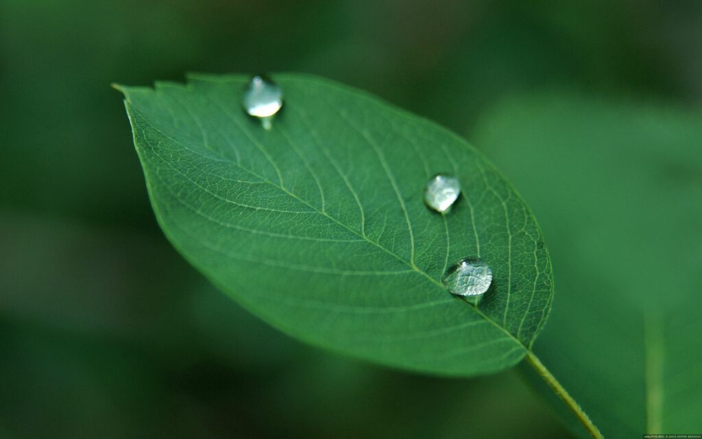 Fresh Green Leaf with Dew: Lush Nature Wallpaper Background
