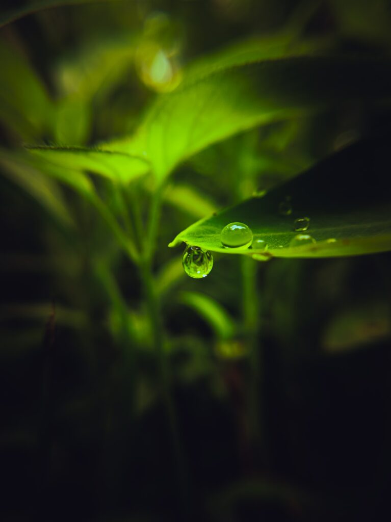 Fresh Green Leaf with Water Droplet - Vibrant Wallpaper Background