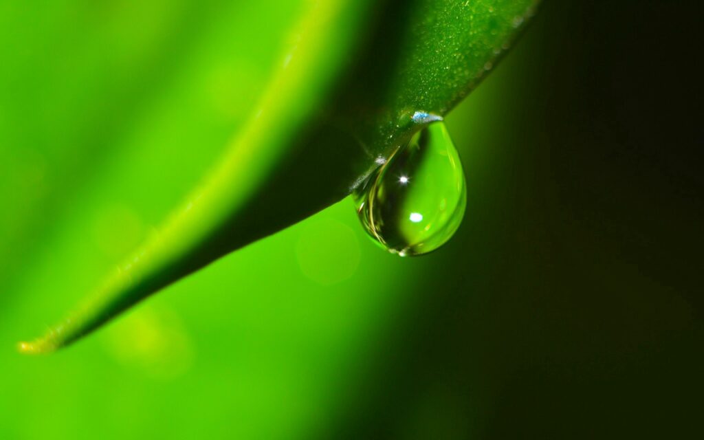 Fresh Green Leaf with Water Droplet - Nature Wallpaper Background