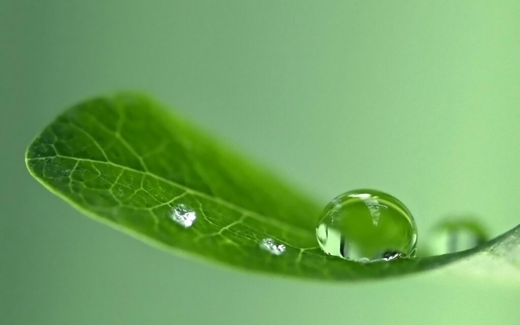 Fresh Green Leaf with Water Droplet - Soft Illumination Wallpaper