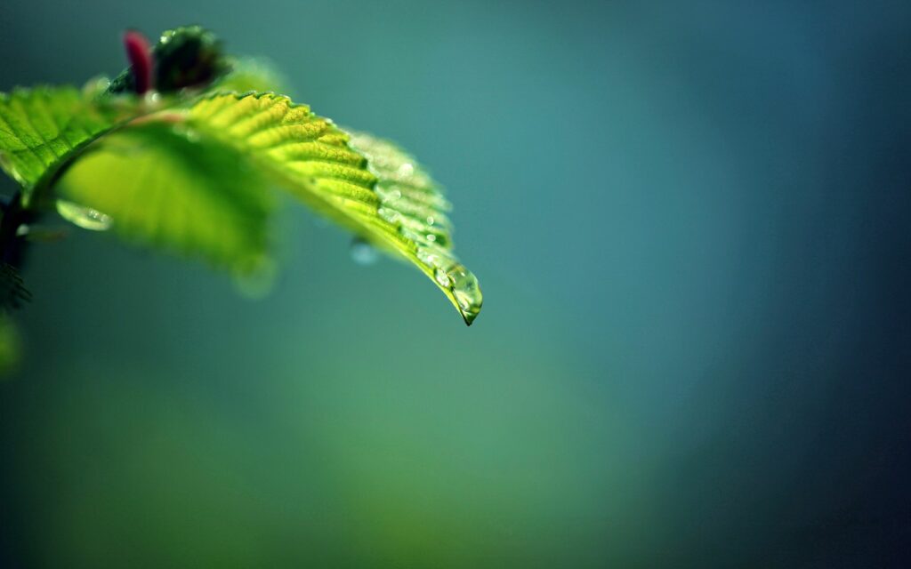Fresh Green Leaf with Water Droplets - Nature Wallpaper Background