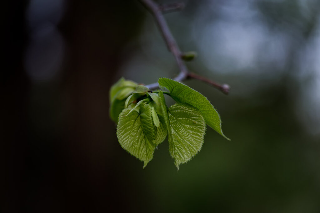 Fresh Green Leaves Close-Up - Soft Blur Nature Wallpaper Background