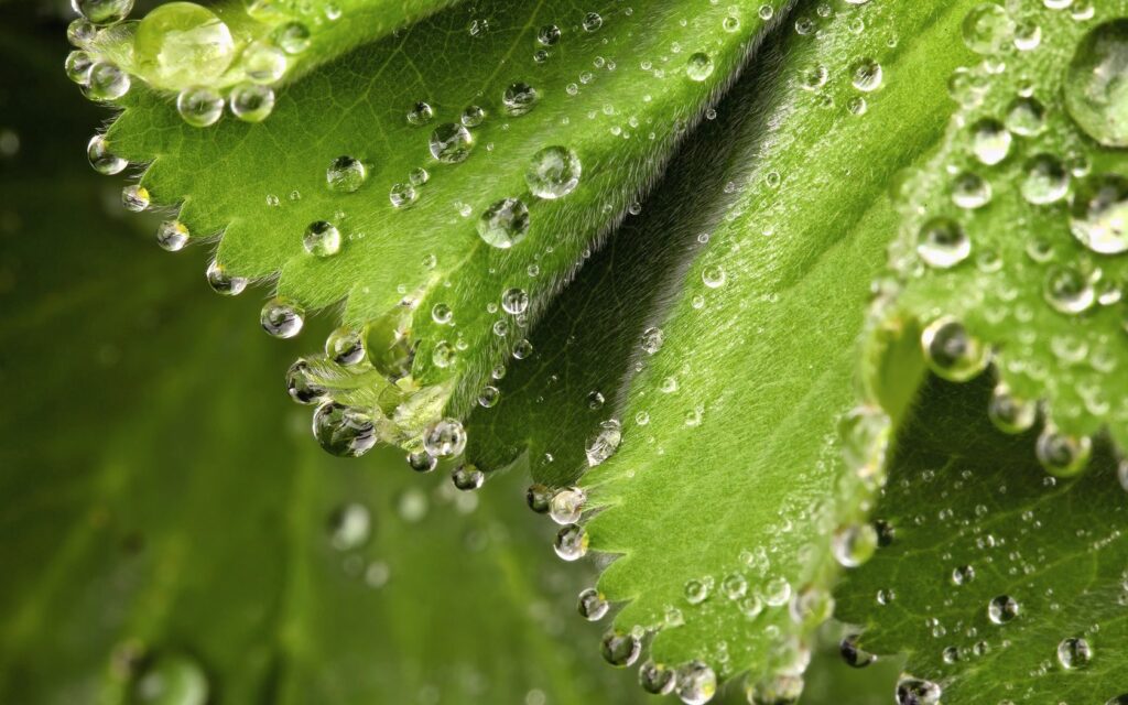 Fresh Green Leaves with Dew Drops - Spring Wallpaper Background