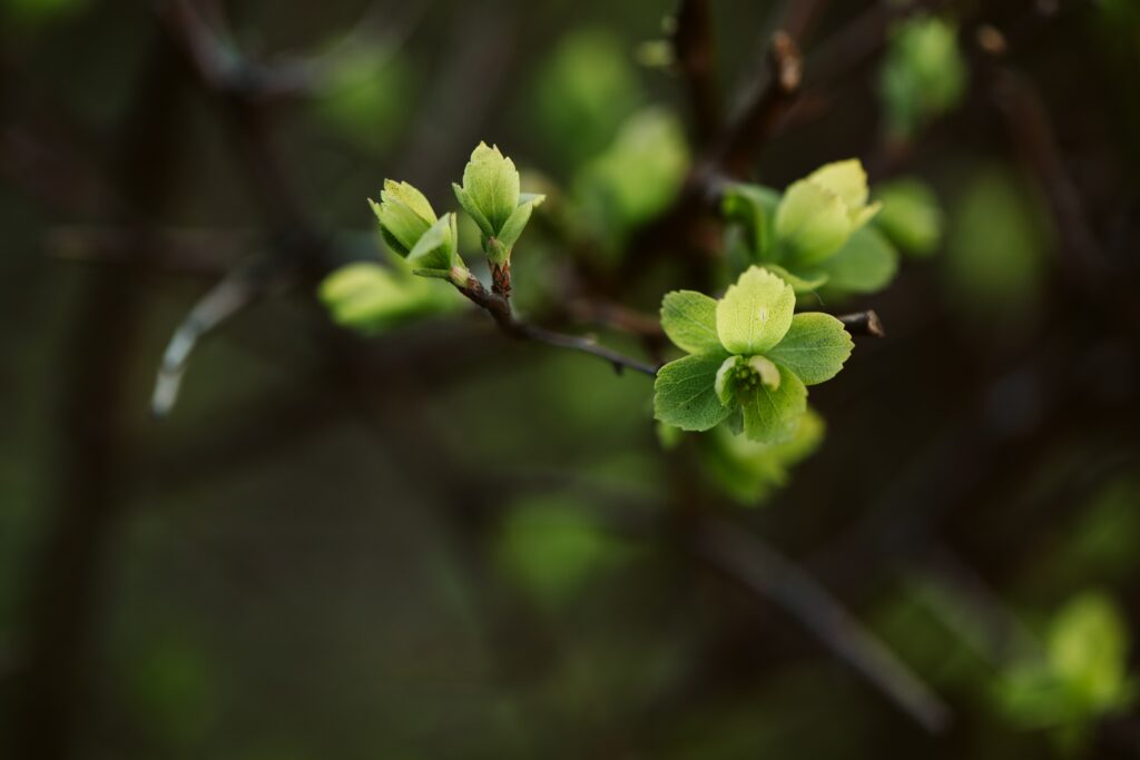 Spring Renewal: Close-Up Wallpaper of Fresh Green Leaves on Branch