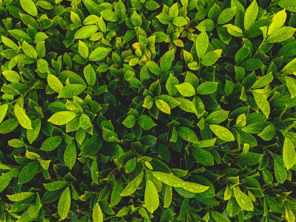 Close-up of vibrant green leaves with water drops for a fresh natural wallpaper background