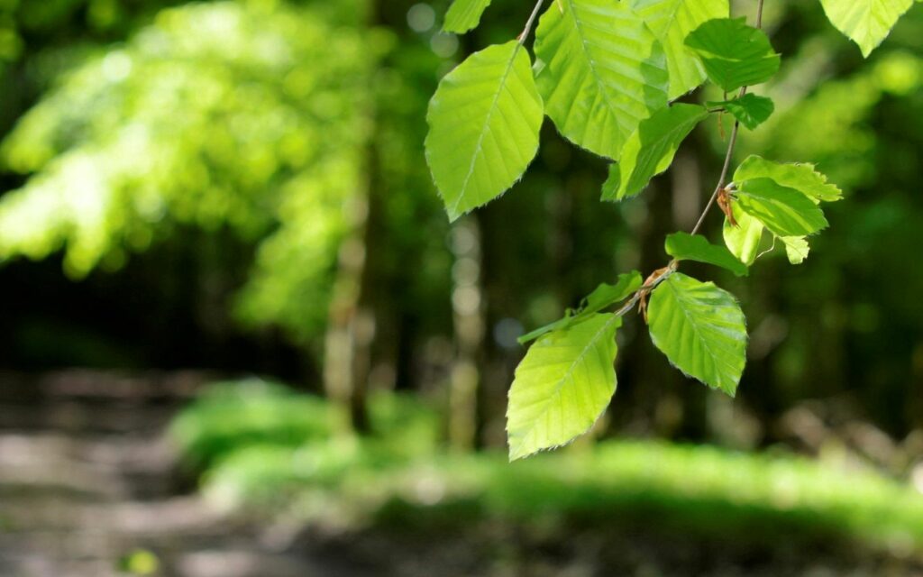 Fresh green spring leaves in soft sunlight with blurred forest background vibrant and bright Wallpaper