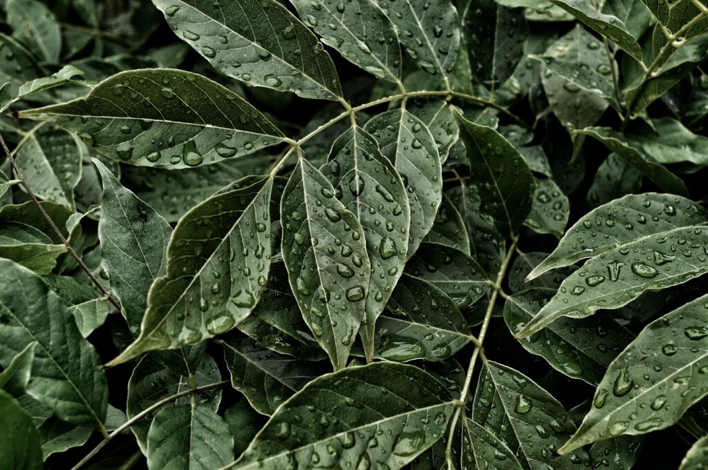 Close-up of lush green leaves with fresh water drops highlighting natural textures and freshness Wallpaper