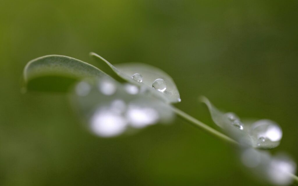 Fresh Green Leaves with Dew Drops - Tranquil Wallpaper Background