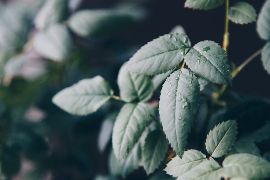 Close-Up of Dewy Green Leaves: Stunning Wallpaper Background
