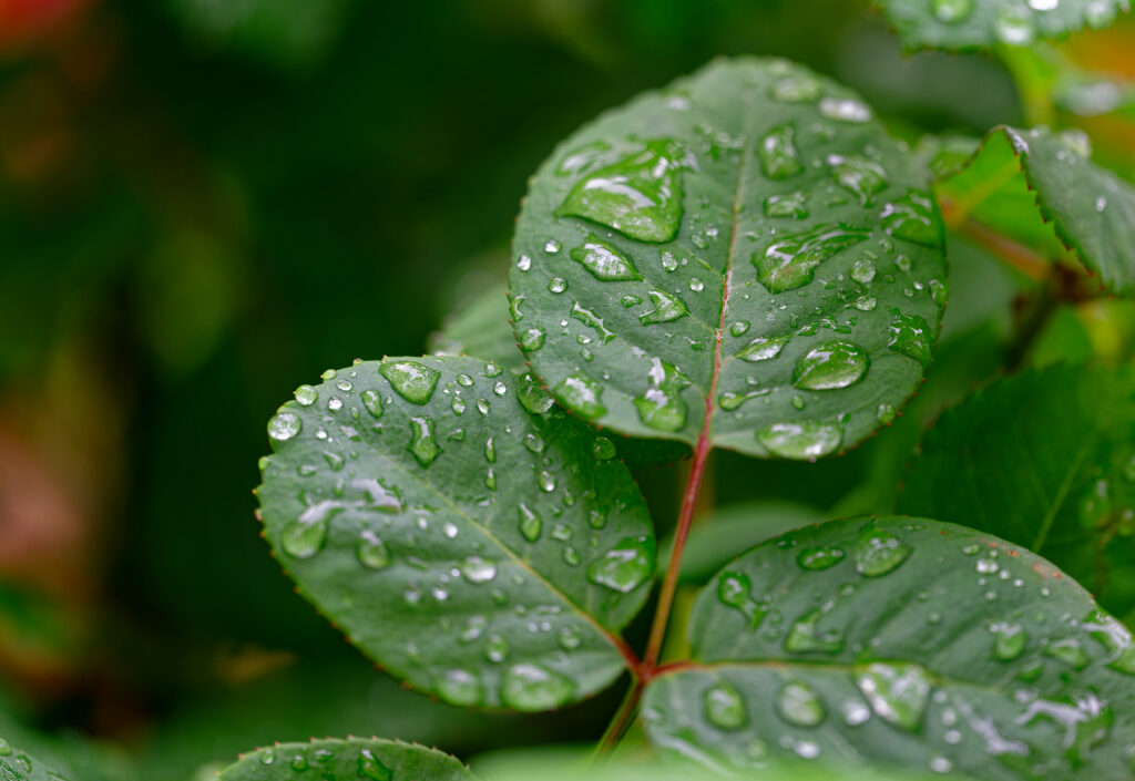 Fresh Rain-Covered Green Leaves Macro Shot Wallpaper Background