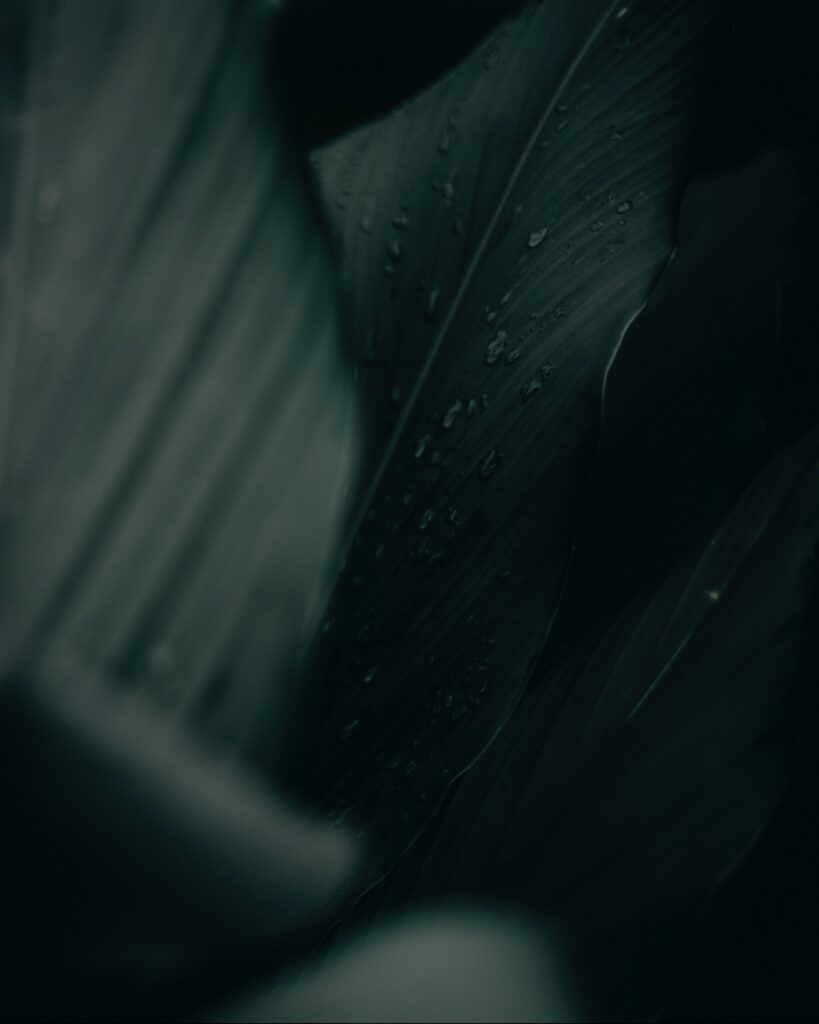 Macro Shot of Fresh Green Leaves with Water Droplets Wallpaper