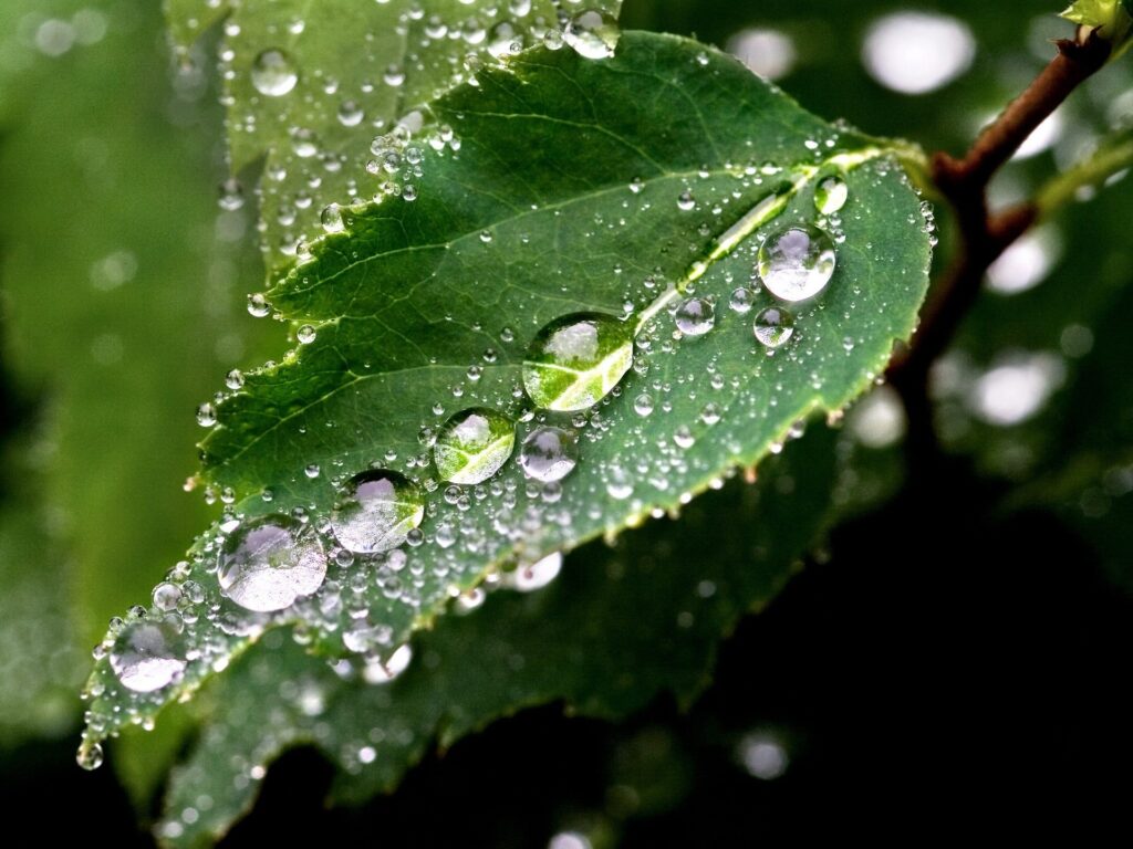 Close-Up of Dewy Green Leaves: Nature's Fresh Wallpaper Background