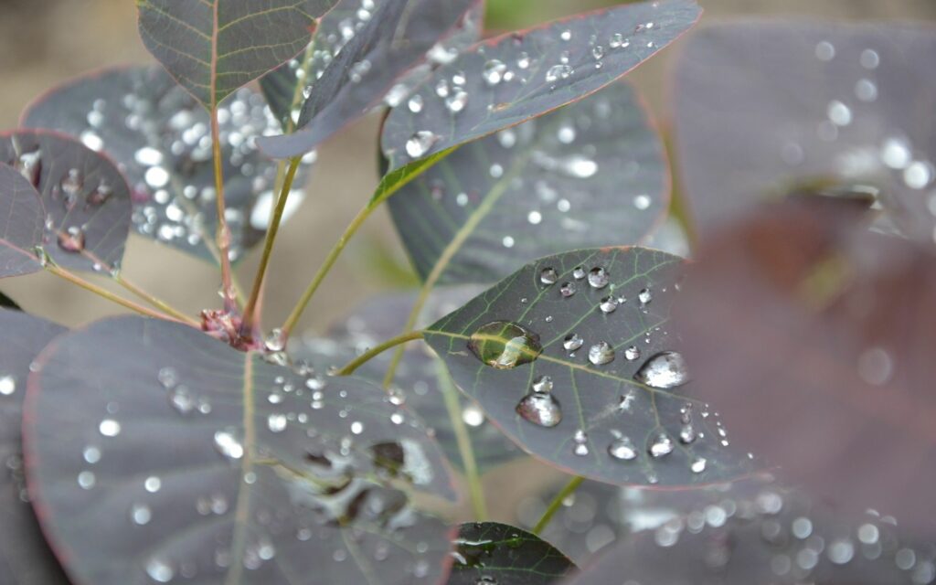 Close-Up of Dewy Green Leaves - Natural Beauty Wallpaper Background
