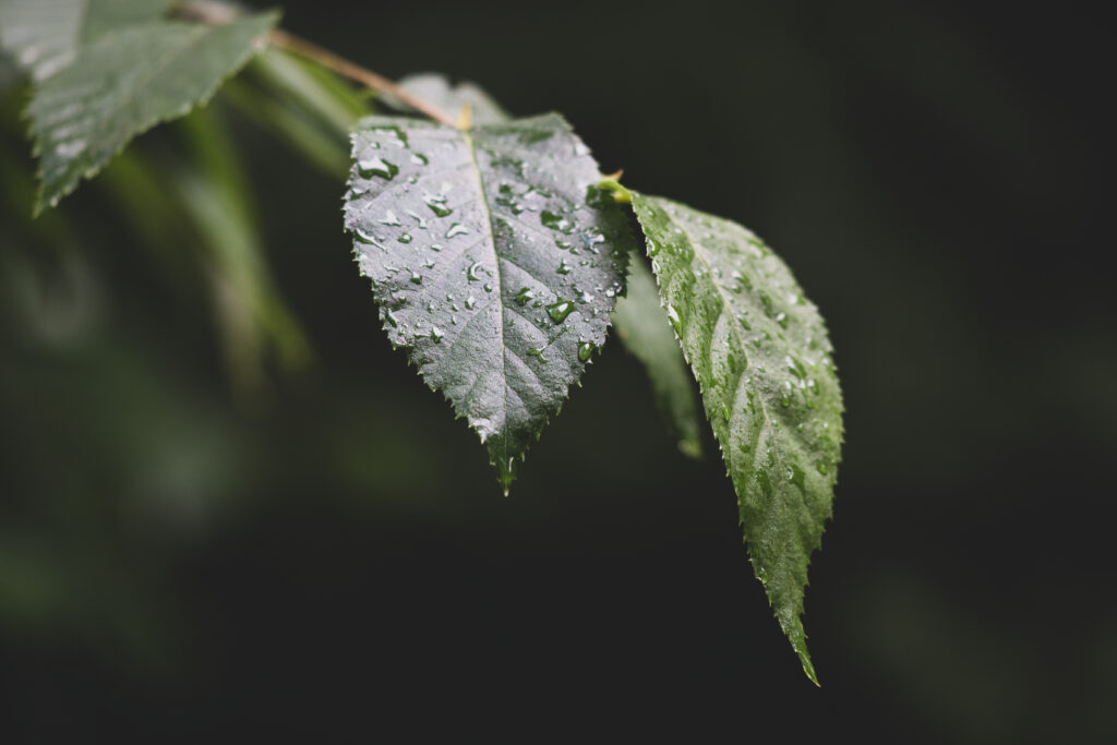 Fresh Green Leaves with Water Droplets | Nature's Wallpaper Background