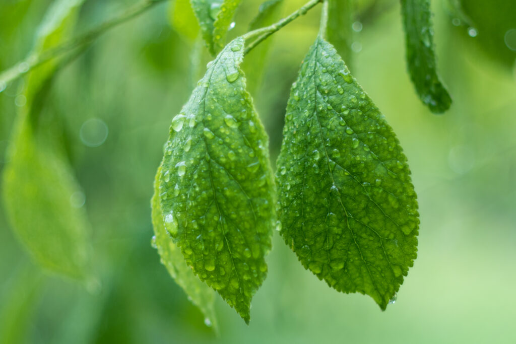 Vibrant Green Leaves with Water Droplets - Nature Wallpaper Background