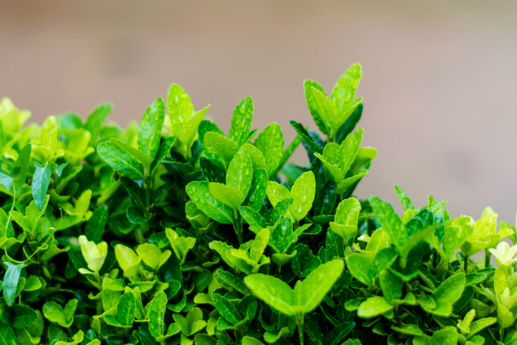 Vibrant Green Leaves with Water Droplets - Refreshing Wallpaper Background
