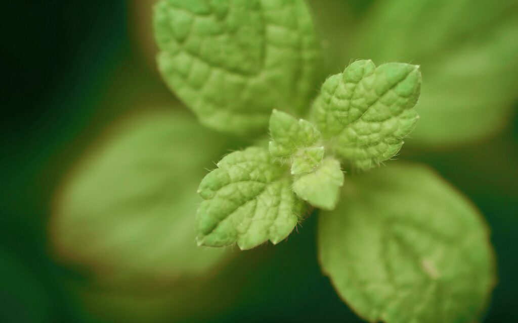 Fresh Green Mint Leaves Close-Up - Vibrant Wallpaper Background