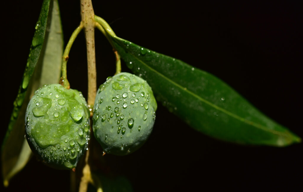 Fresh Green Olives with Water Droplets - Vibrant Wallpaper Background