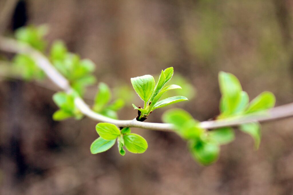 Spring Branch Close-Up: Fresh Green Leaves Wallpaper Background