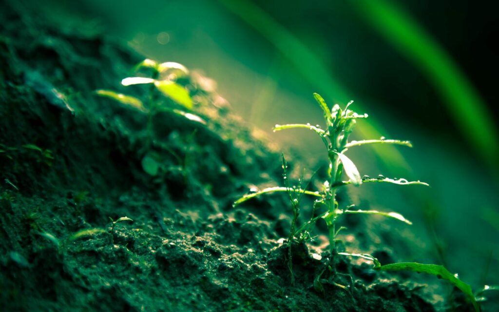 Fresh Green Sprouts in Soil - Nature's Soft Sunlit Wallpaper