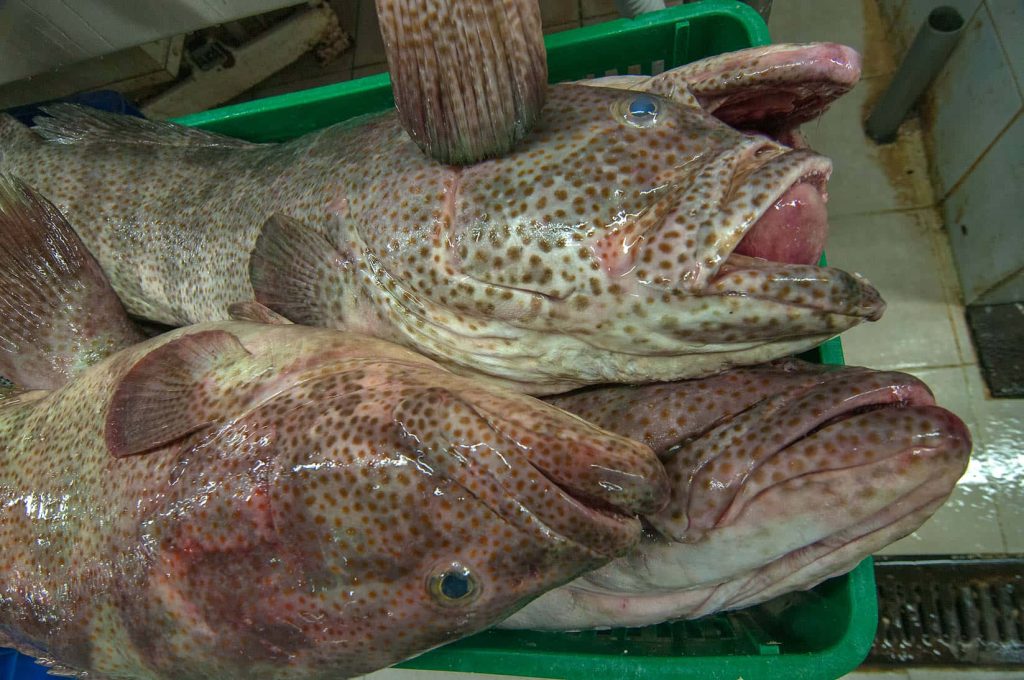 Top-down view of fresh spotted grouper fish in green crate at seafood market wallpaper background