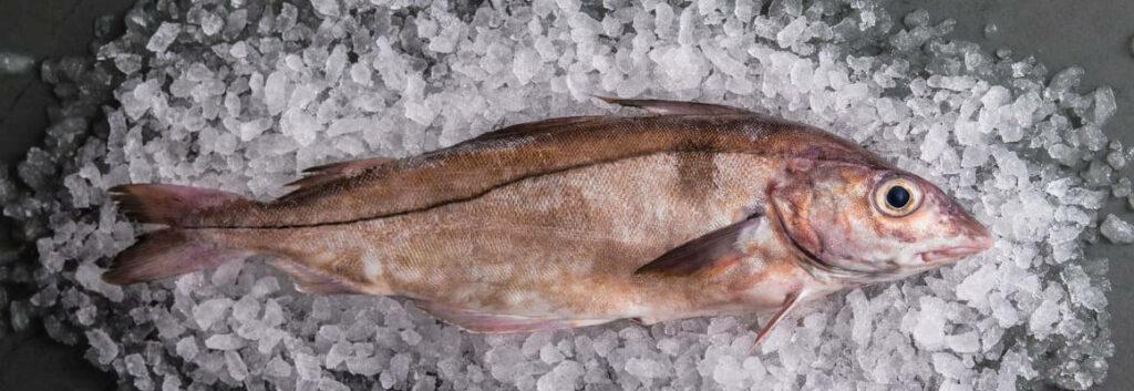 Fresh Haddock Flat Lay on Ice - High-Quality Wallpaper Background