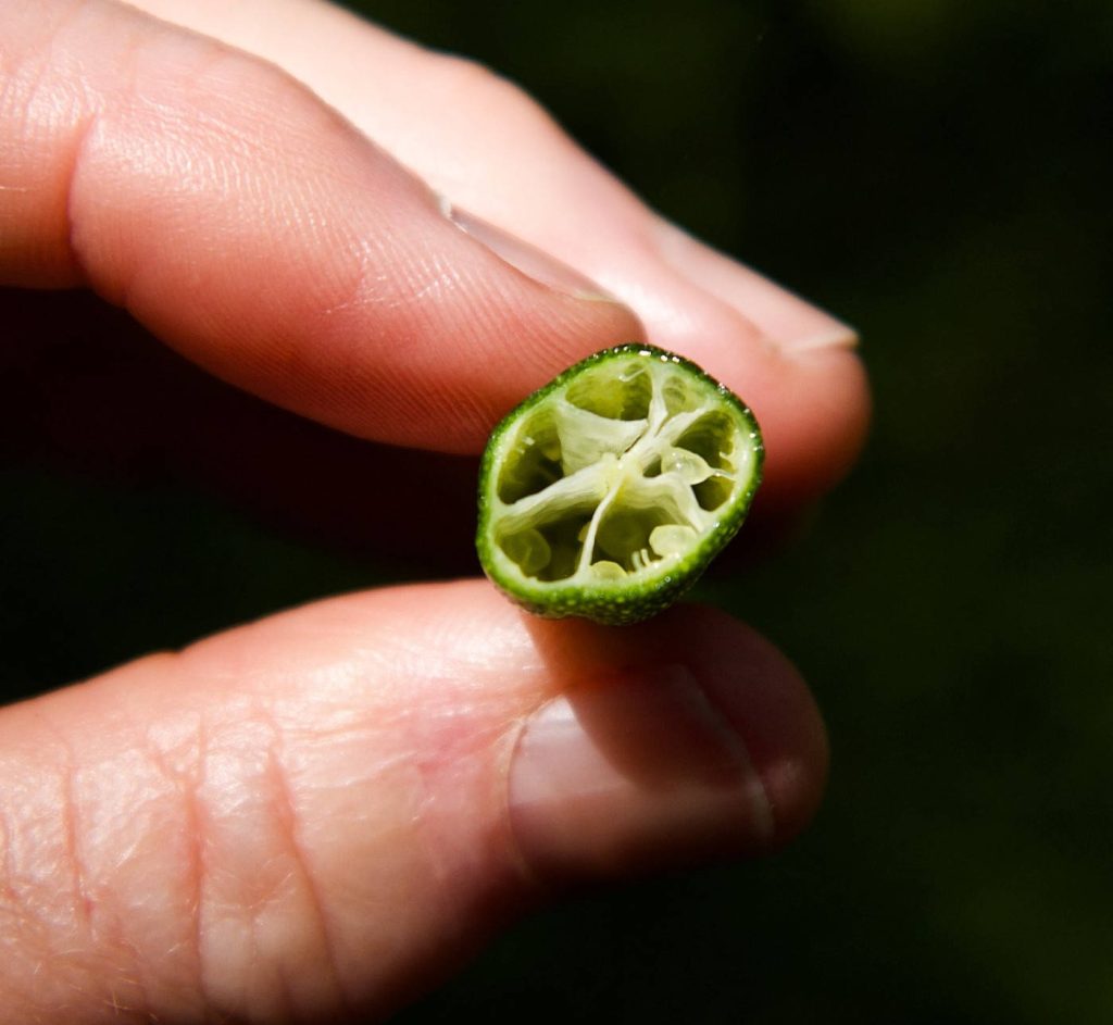 Macro photo of fresh halved finger lime with vibrant vesicles and textured green rind background Wallpaper